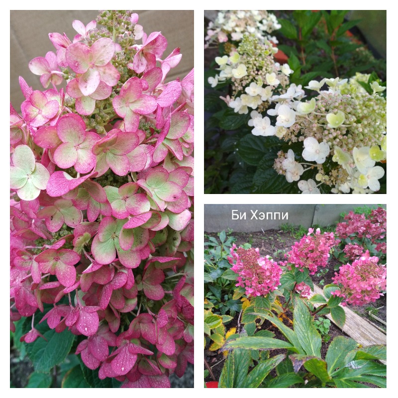 гортензия би хэппи